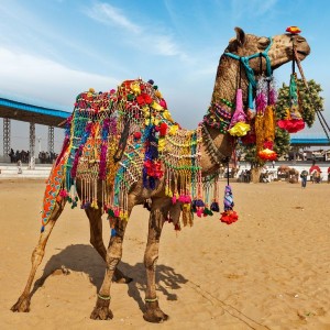 Jaipur & Pushkar Tour