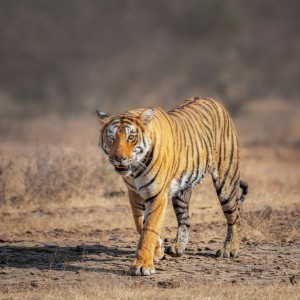 Rajasthan Wildlife Tour